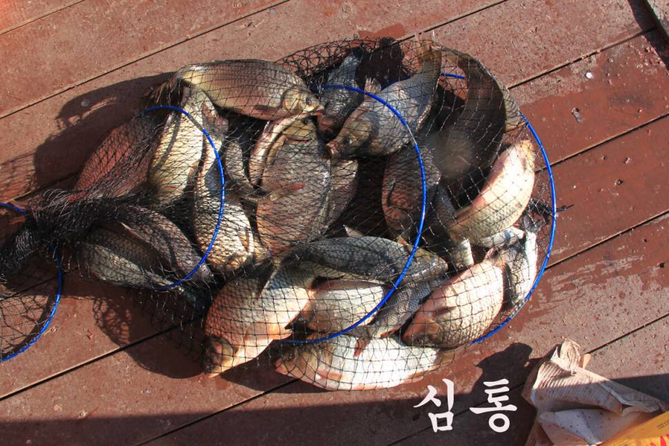 만정낚시터 4주째 대박 행진 (유료터정보 - 유료터조행기)