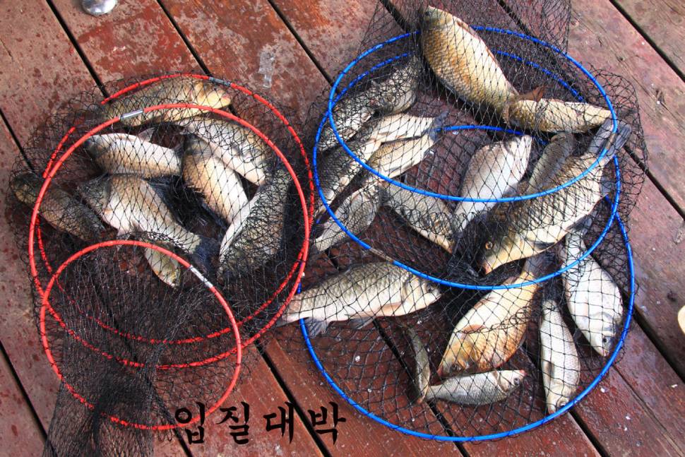 7월의 첫 일요일 만정낚시터 (유료터정보 - 유료터조행기)