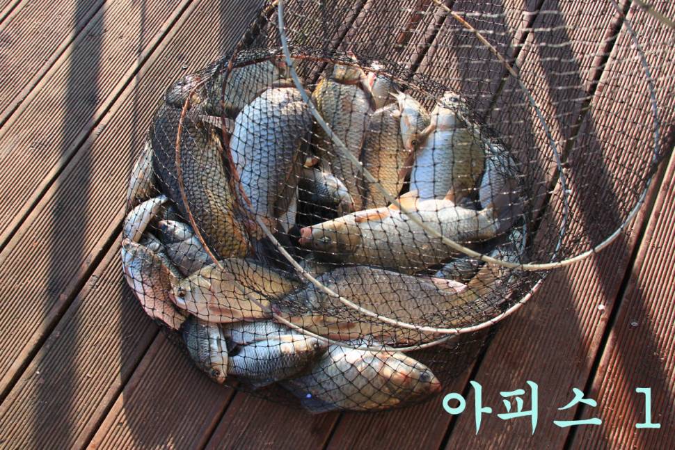이번 주에도 대박 만정낚시터 (유료터정보 - 유료터조행기)