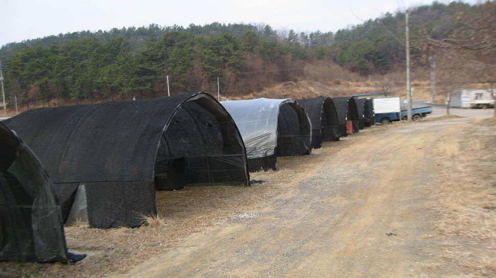도채낚시터조행기입니다 (유료터정보 - 유료터조행기)