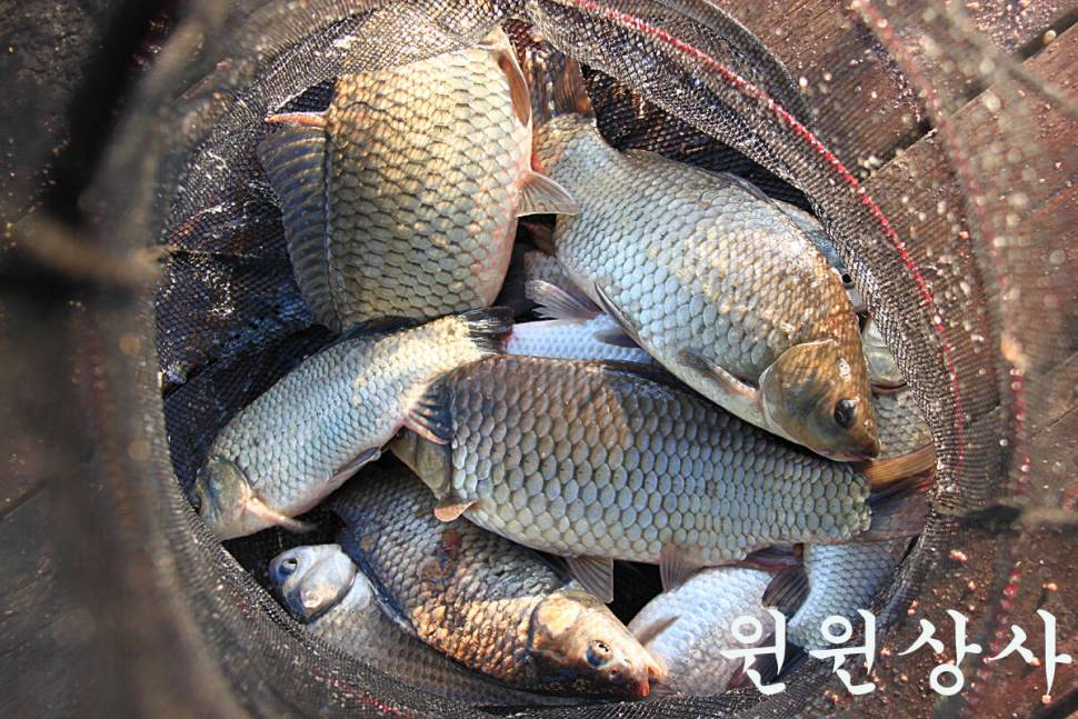 기온이 떨어져도 만정낚시터 (유료터정보 - 유료터조행기)