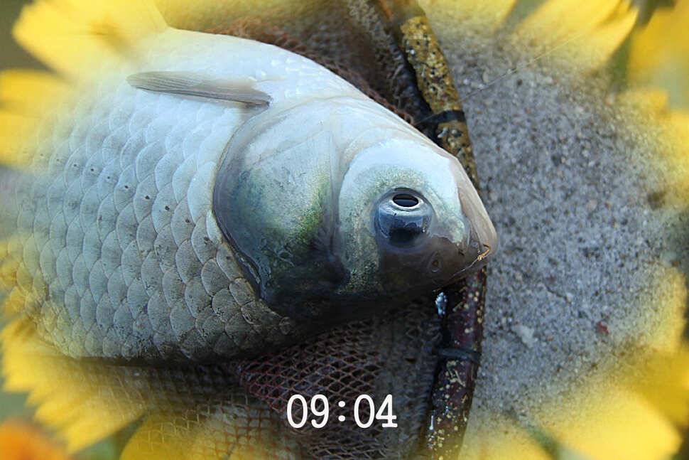 知魚知己 마둔낚시터 (유료터정보 - 유료터조행기)