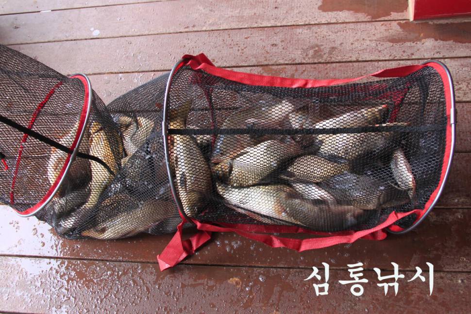 7주째 대박 행진 (유료터정보 - 유료터조행기)