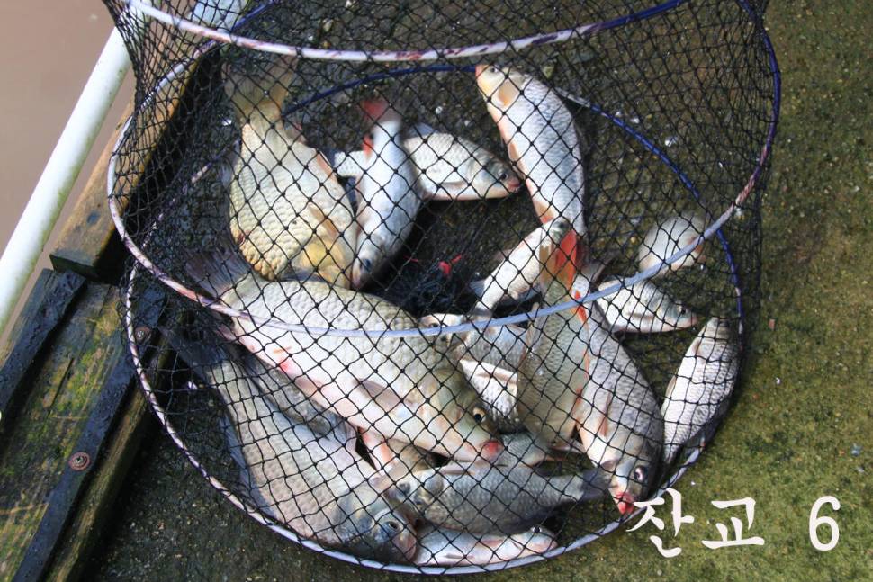 대박이네요 만정낚시터 (유료터정보 - 유료터조행기)