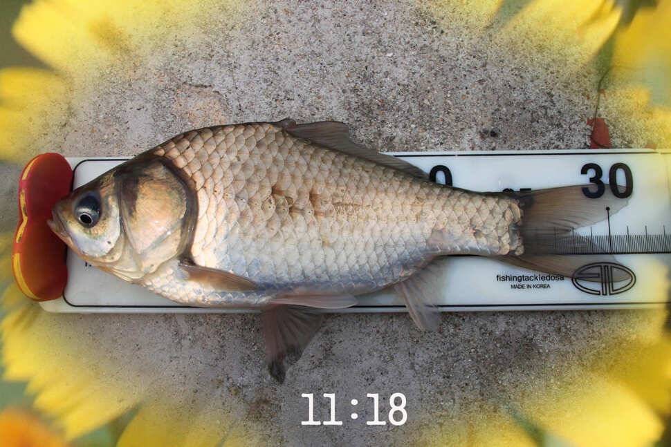 知魚知己 마둔낚시터 (유료터정보 - 유료터조행기)