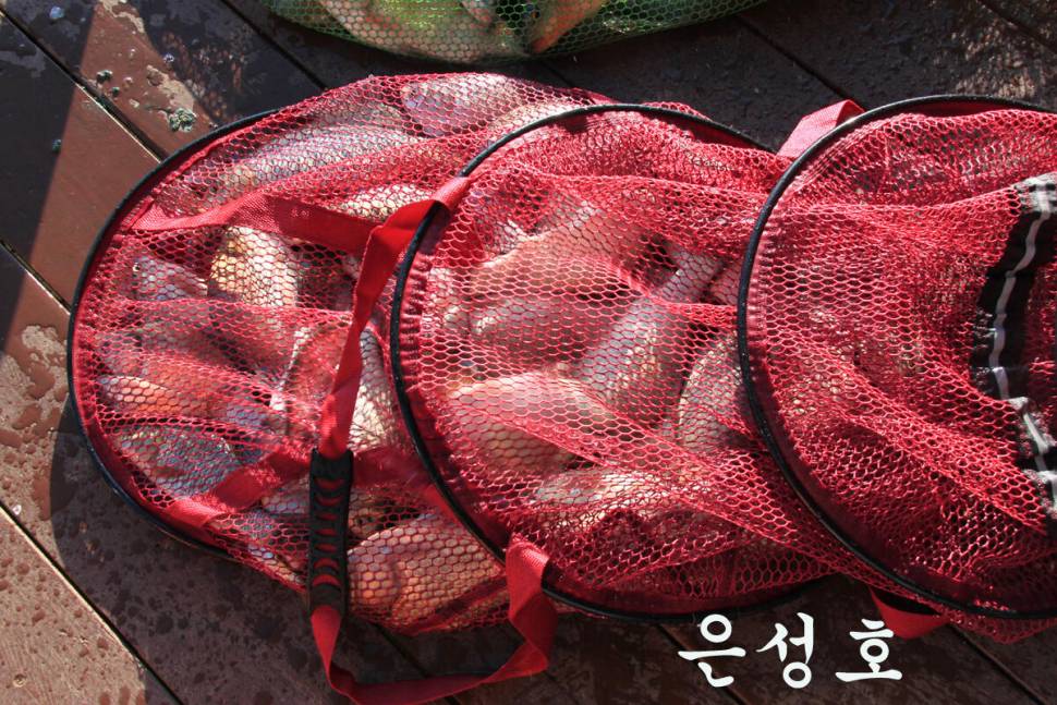 이번 주에도 대박 만정낚시터 (유료터정보 - 유료터조행기)