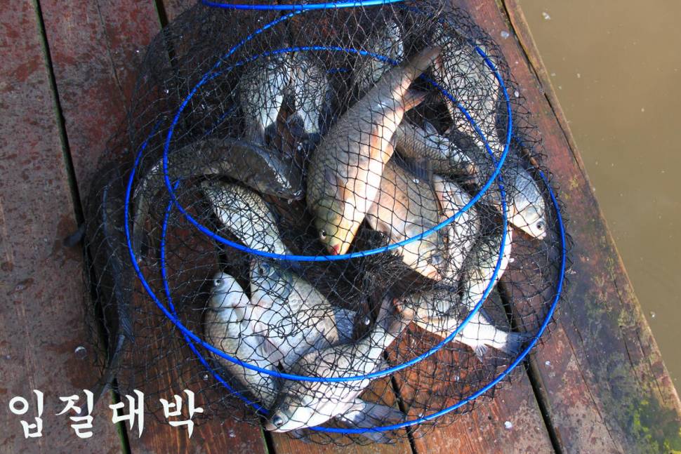 즐거운 추석 보내세요 만정낚시터 (유료터정보 - 유료터조행기)