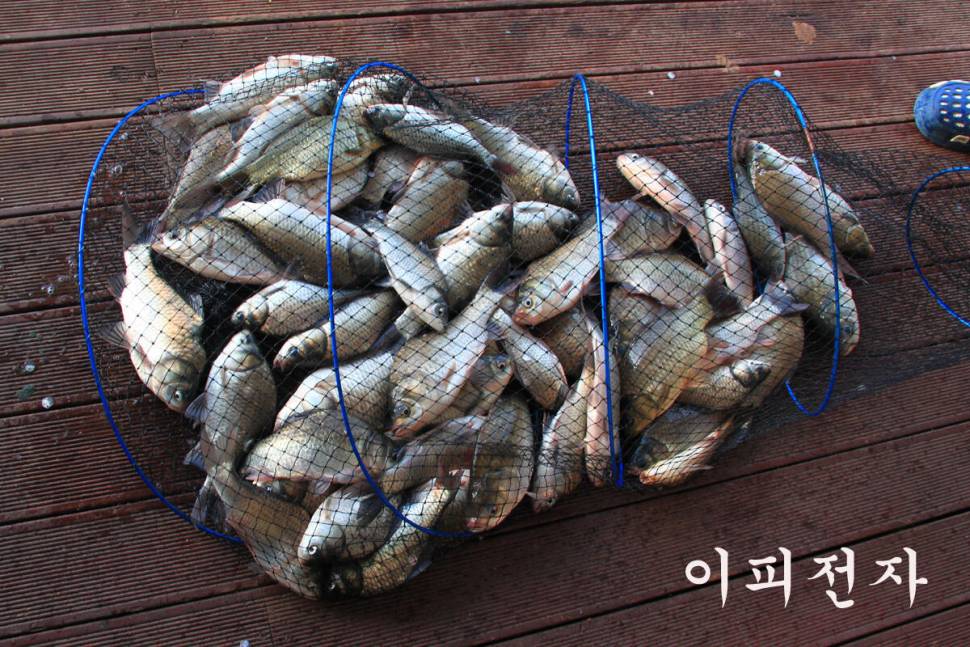 대박 맞지요 만정낚시터 (유료터정보 - 유료터조행기)