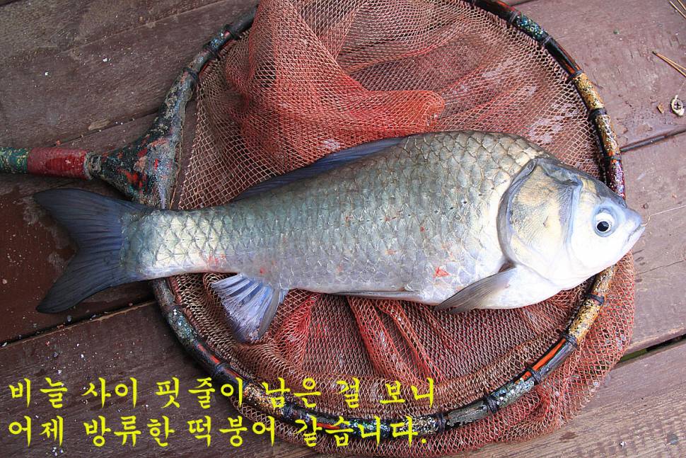 새 붕어 입질 굿 (유료터정보 - 유료터조행기)