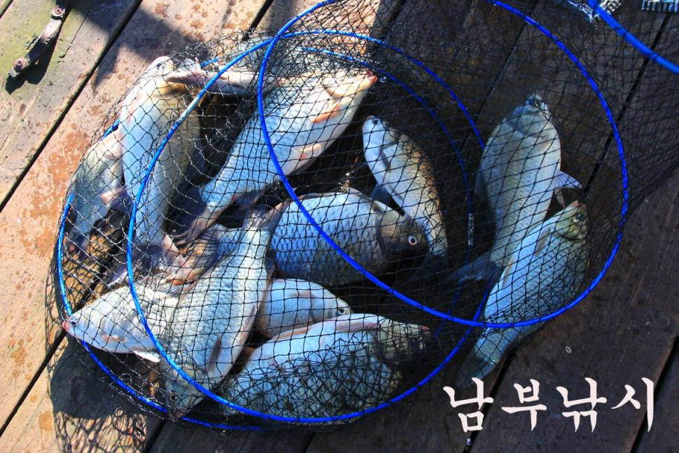 만정낚시터 4주째 대박 행진 (유료터정보 - 유료터조행기)