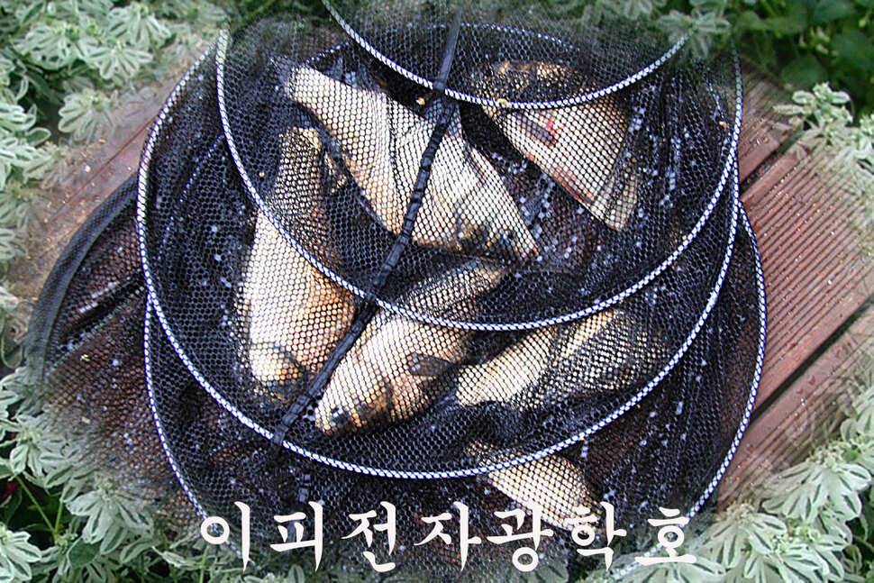 6월 7일 만정낚시터에선 (유료터정보 - 유료터조행기)