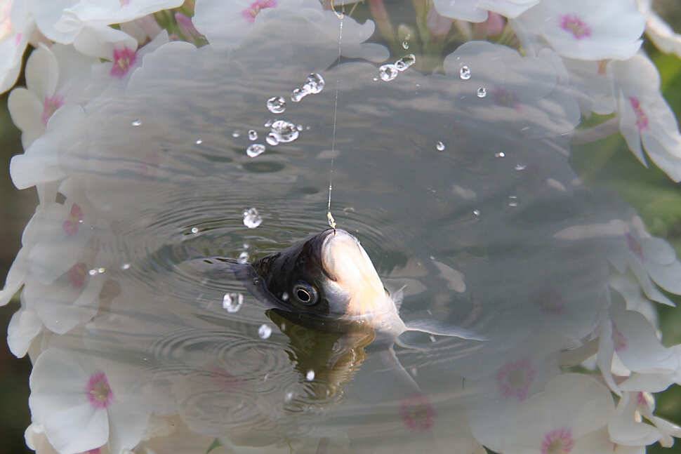 15척이 메인이네요 마둔낚시터 (유료터정보 - 유료터조행기)