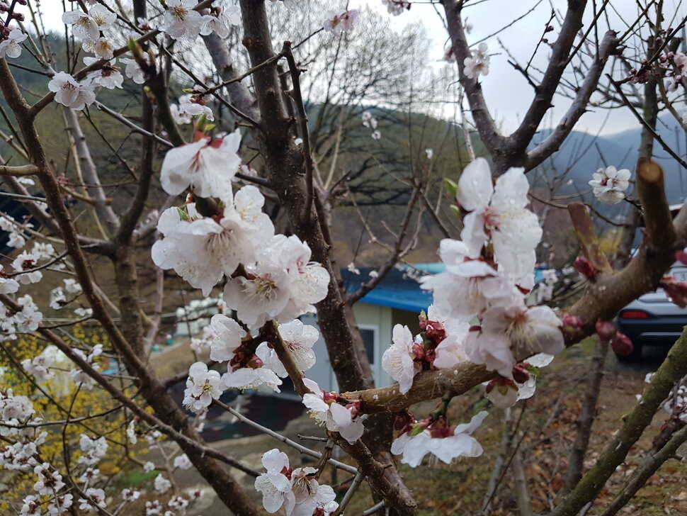 오산나그네의 천평낚시터 조행기 (유료터정보 - 유료터조행기)