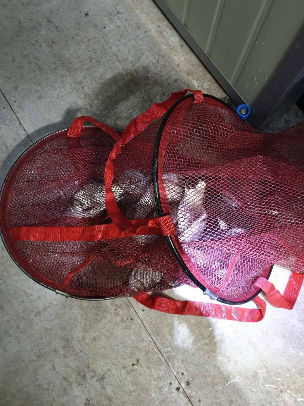 봄숲속 낚시산우물낚시터 (유료터정보 - 유료터조행기)