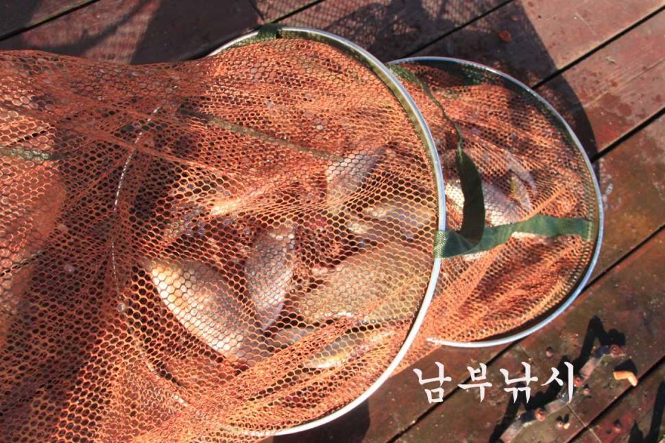 비가 왔어도 잘 나오네요 ― 만정낚시터 (유료터정보 - 유료터조행기)
