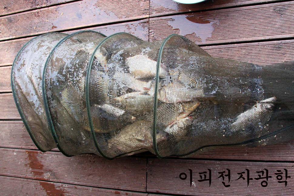 조황이 살아나나요 만정낚시터 (유료터정보 - 유료터조행기)