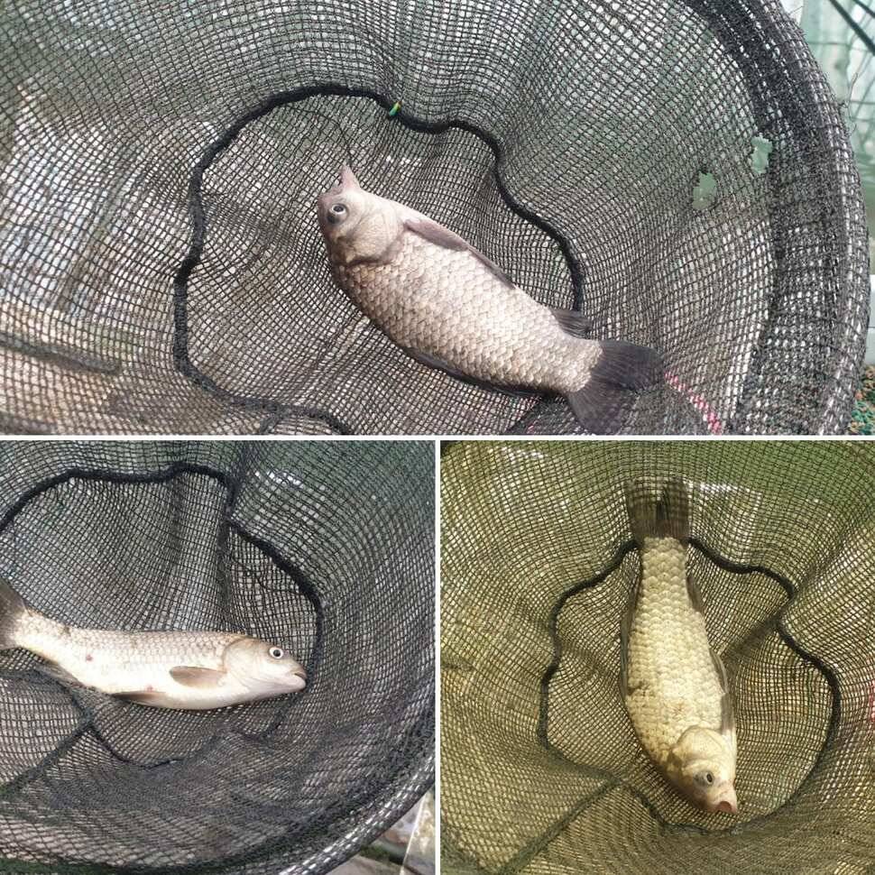 지난주 못본 손맛 복수전 (유료터정보 - 유료터조행기)