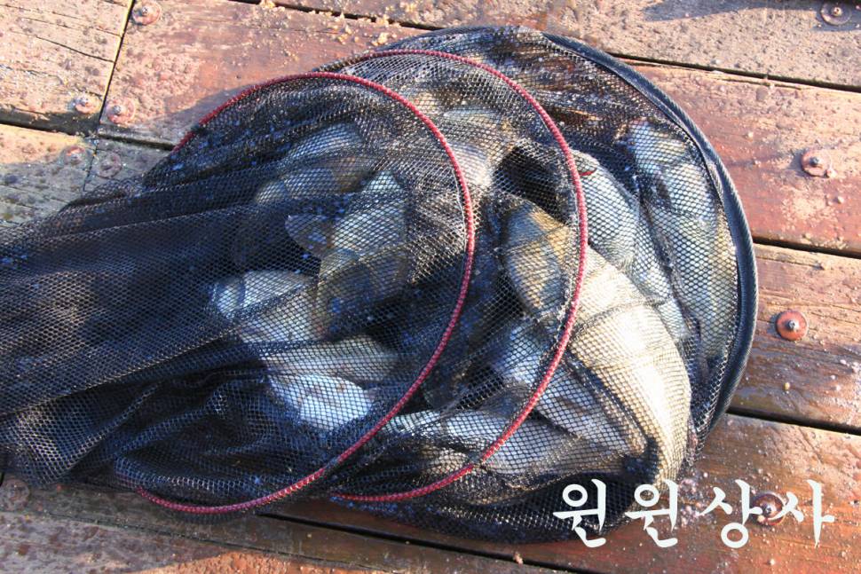 기온이 떨어져도 만정낚시터 (유료터정보 - 유료터조행기)