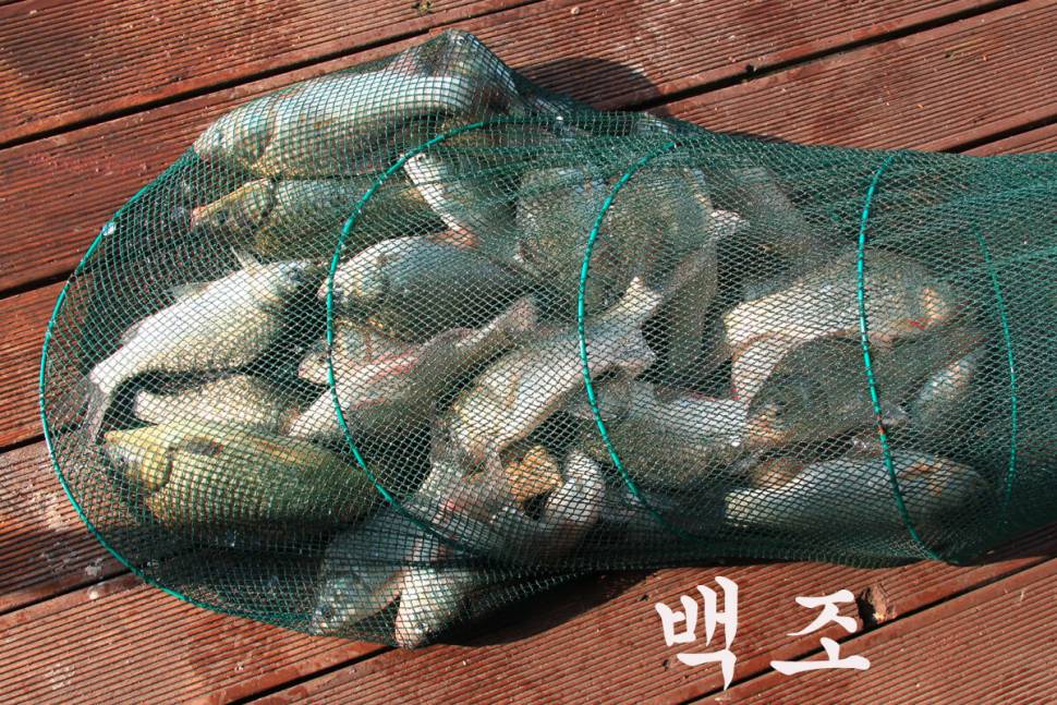 대박 맞지요 만정낚시터 (유료터정보 - 유료터조행기)