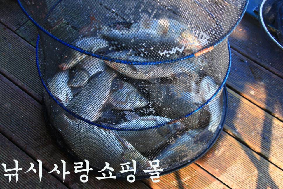 기온이 떨어져도 만정낚시터 (유료터정보 - 유료터조행기)
