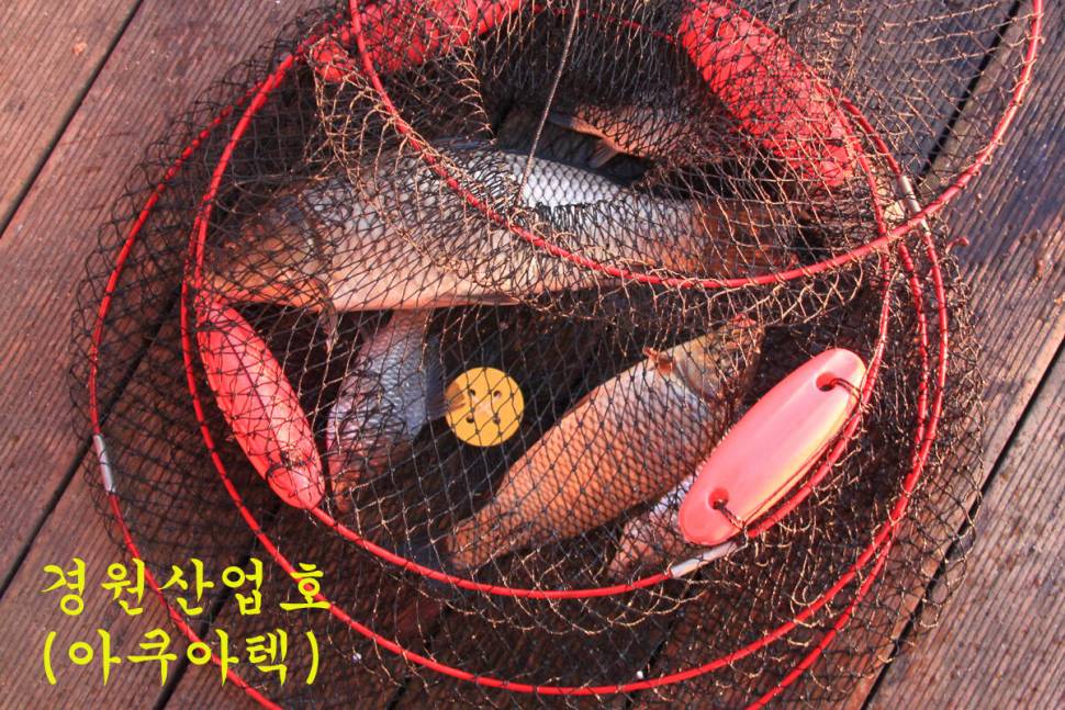 입동에 찾아 온 대박 (유료터정보 - 유료터조행기)