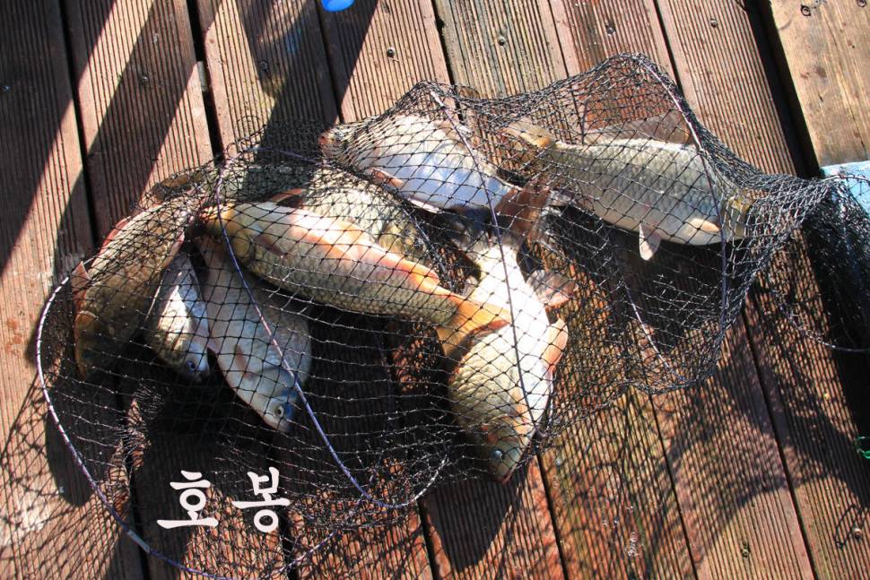 만정낚시터 4주째 대박 행진 (유료터정보 - 유료터조행기)