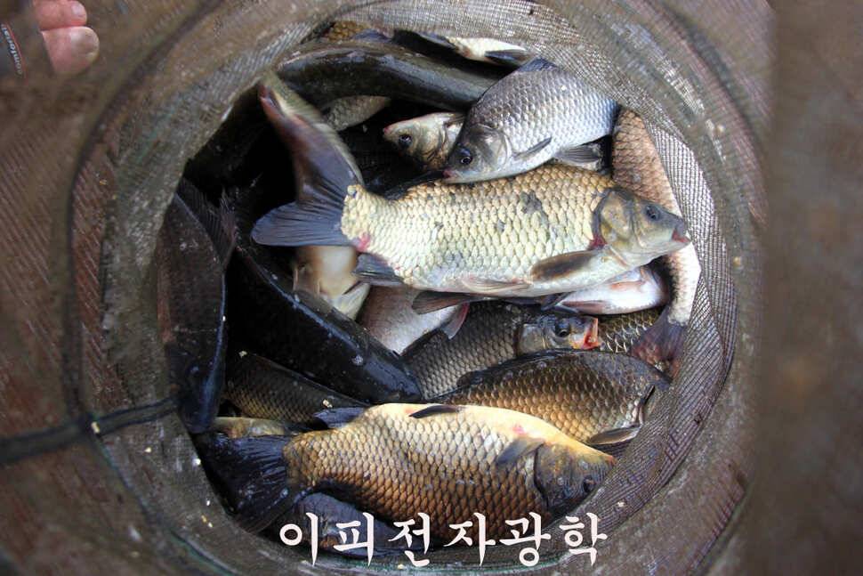 조황이 살아나나요 만정낚시터 (유료터정보 - 유료터조행기)