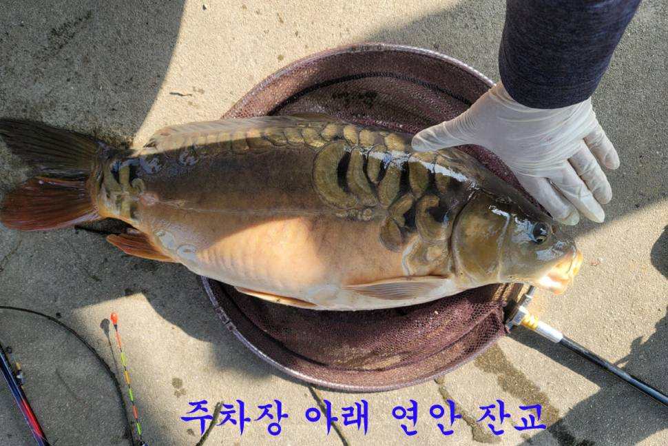 입동에 찾아 온 대박 (유료터정보 - 유료터조행기)