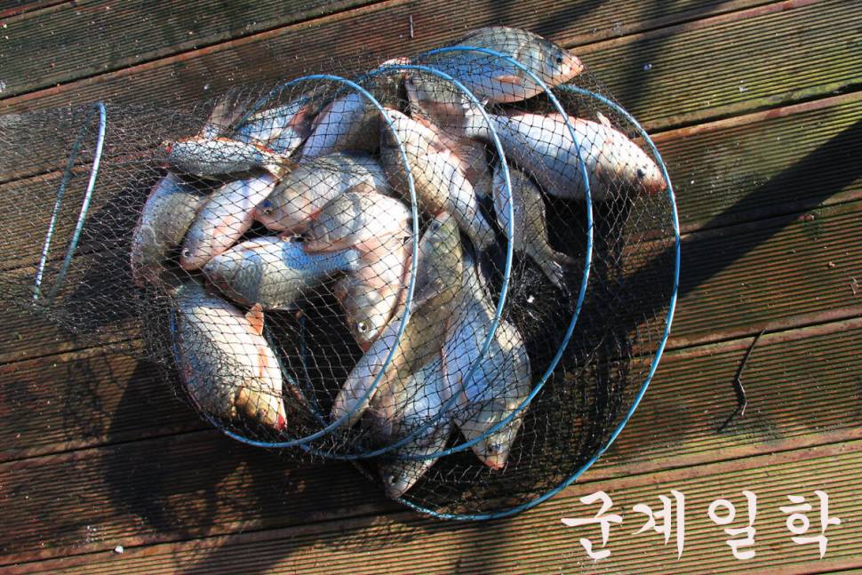 만정낚시터 4주째 대박 행진 (유료터정보 - 유료터조행기)