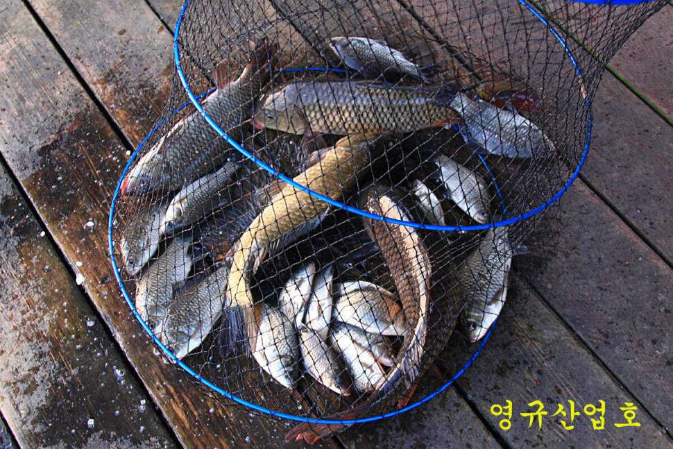 입동에 찾아 온 대박 (유료터정보 - 유료터조행기)