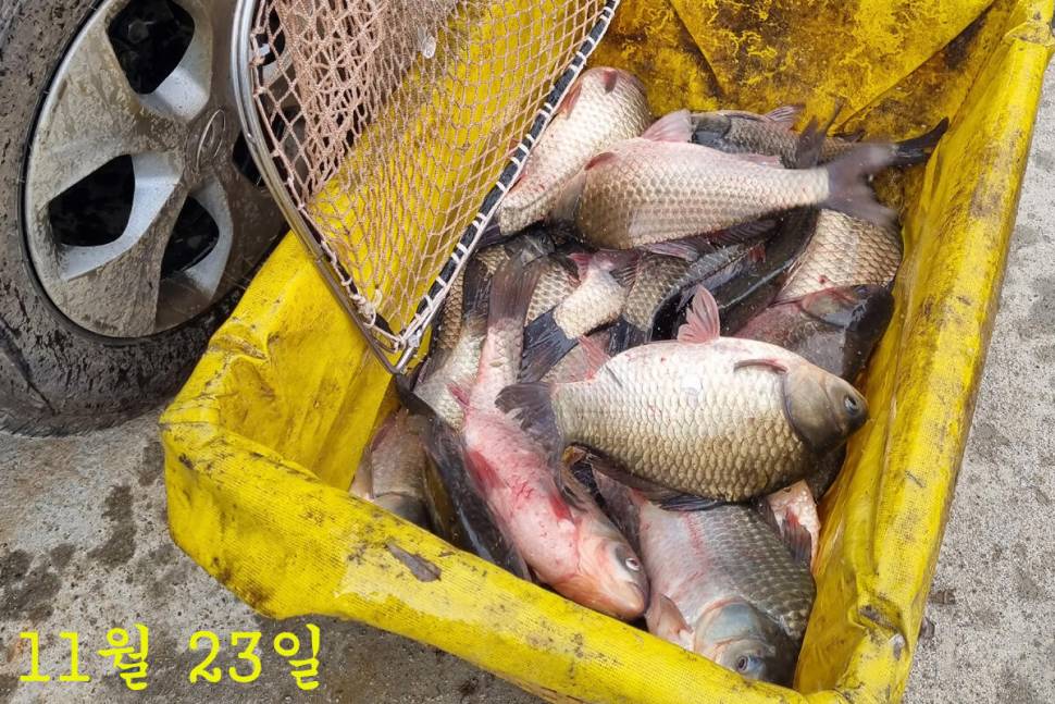 새 붕어 입질 굿 (유료터정보 - 유료터조행기)