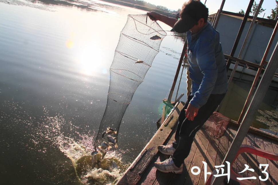 이번 주에도 대박 만정낚시터 (유료터정보 - 유료터조행기)