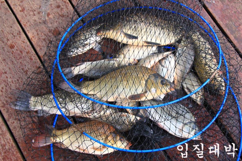 7월의 첫 일요일 만정낚시터 (유료터정보 - 유료터조행기)