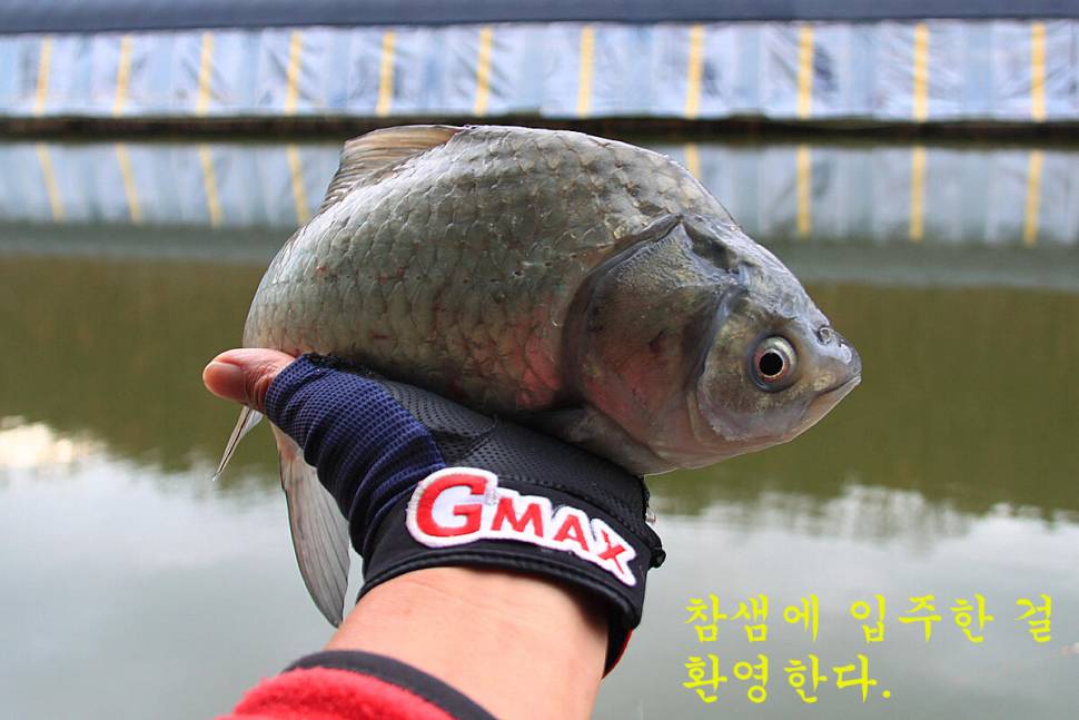 새 붕어 입질 굿 (유료터정보 - 유료터조행기)