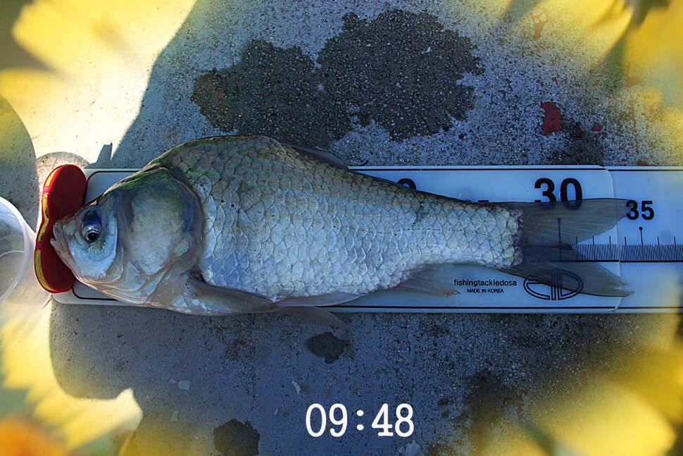 知魚知己 마둔낚시터 (유료터정보 - 유료터조행기)