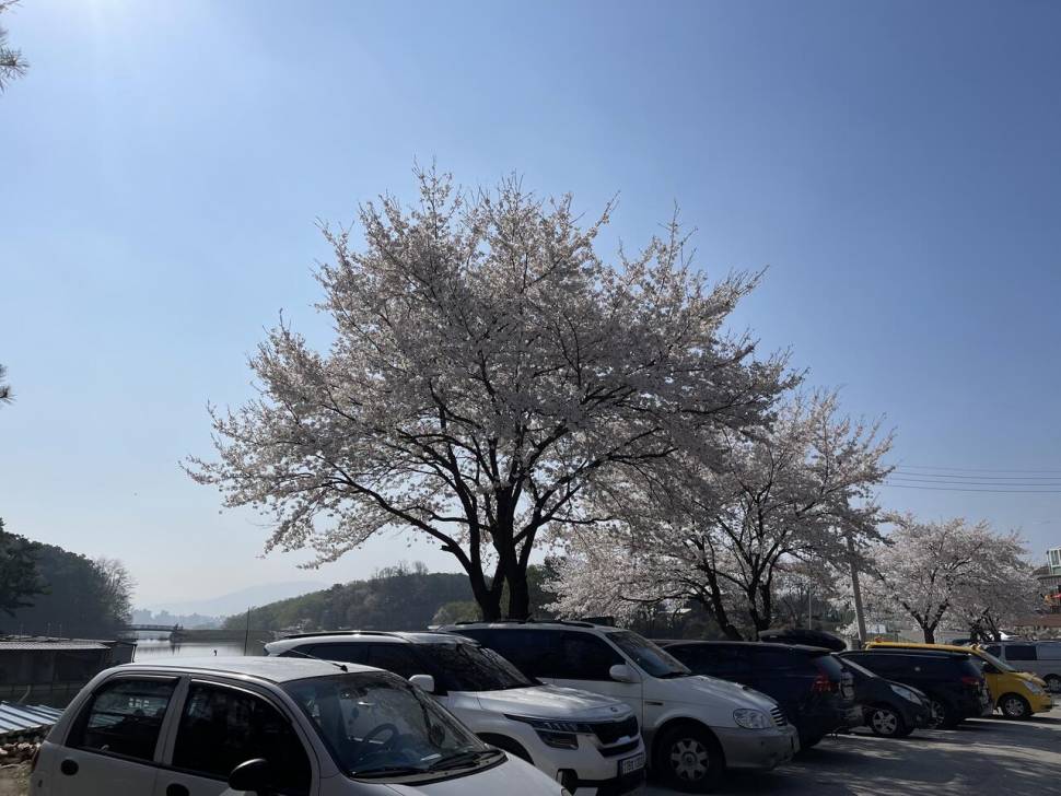 꽃 피운 동교낚시터 (유료터정보 - 유료터조행기)