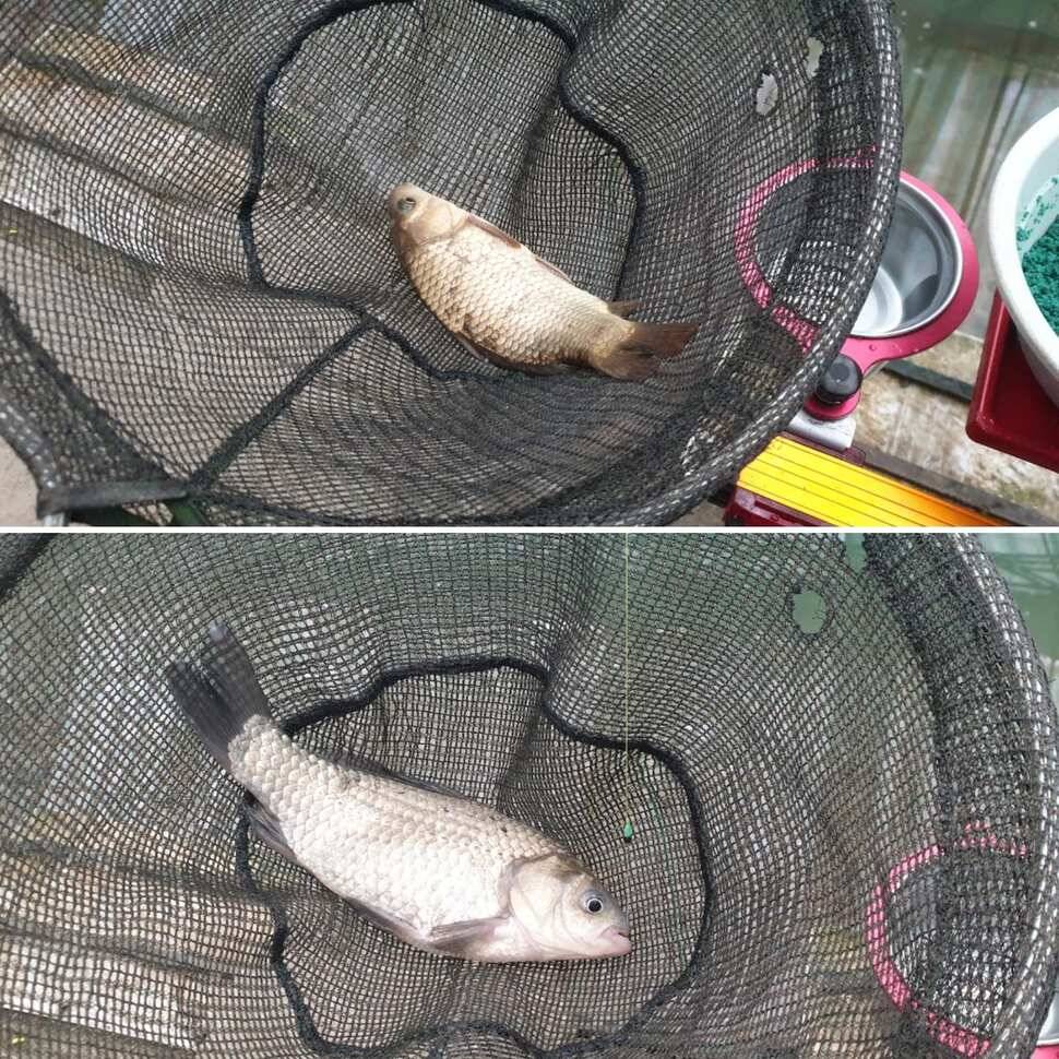 지난주 못본 손맛 복수전 (유료터정보 - 유료터조행기)