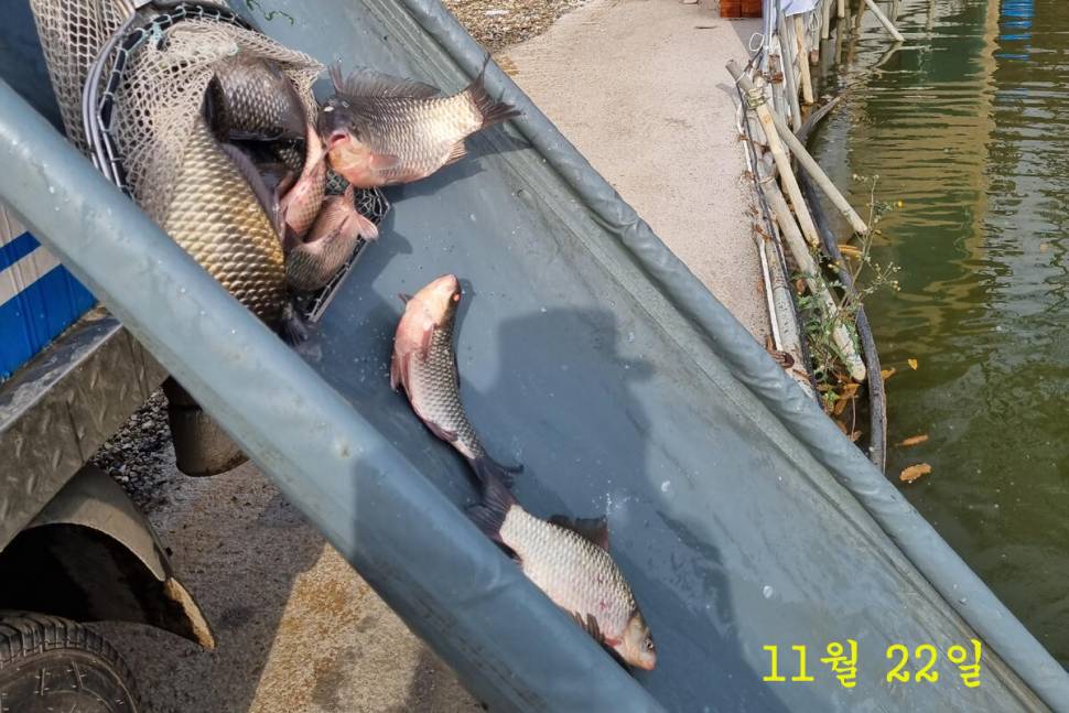 새 붕어 입질 굿 (유료터정보 - 유료터조행기)