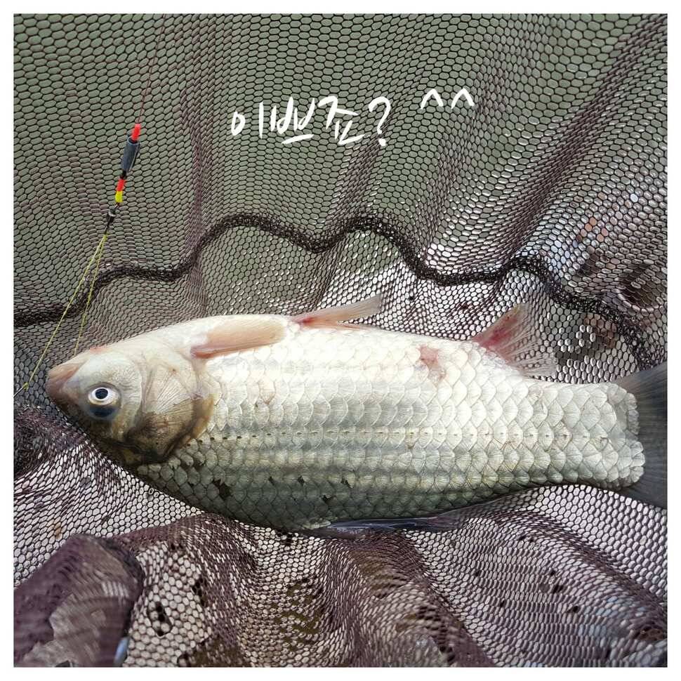 411일 경주 동산낚시터 (유료터정보 - 유료터조행기)