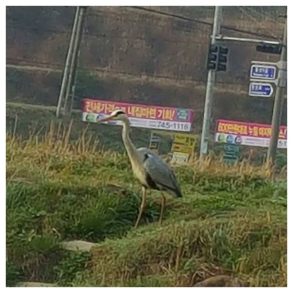 411일 경주 동산낚시터 (유료터정보 - 유료터조행기)