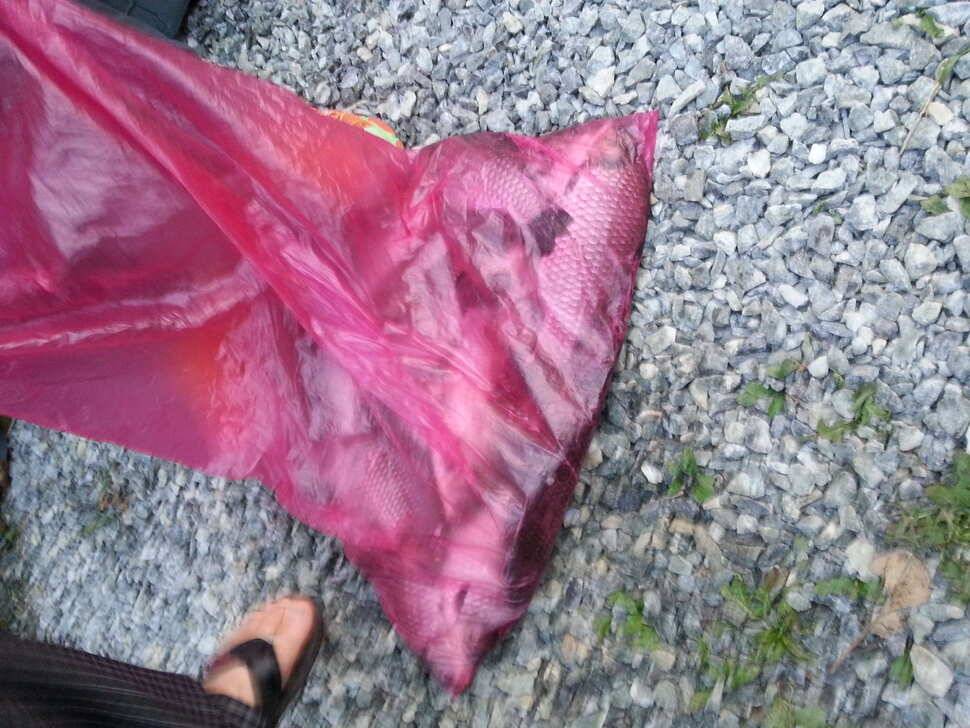 오창일신낚시터 고기터졌습니다 (유료터정보 - 유료터조행기)