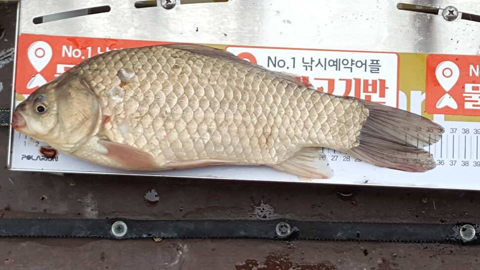 모란지에서 오름수위 (유료터정보 - 유료터조행기)