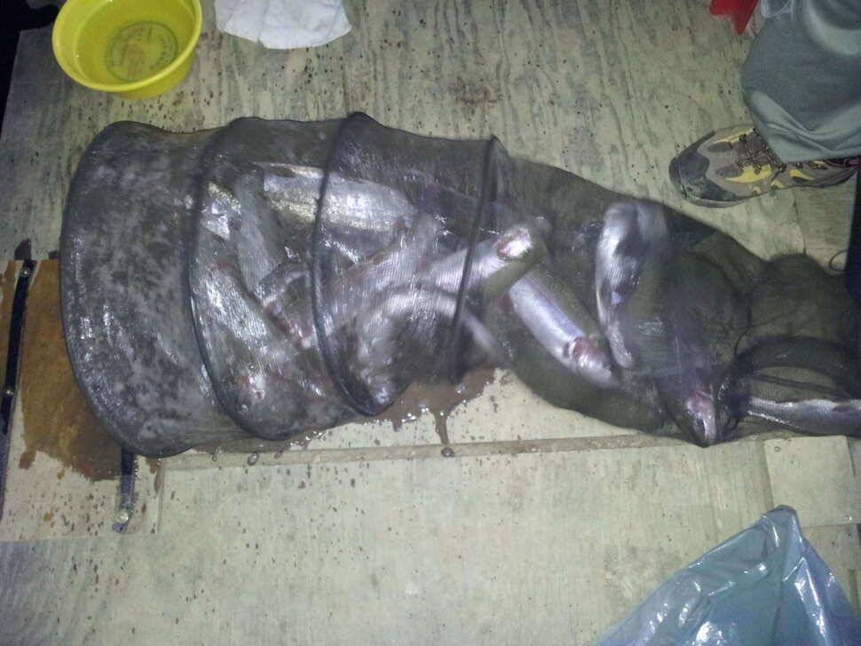 구봉지 붕어 넣은첫날 (유료터정보 - 유료터조행기)