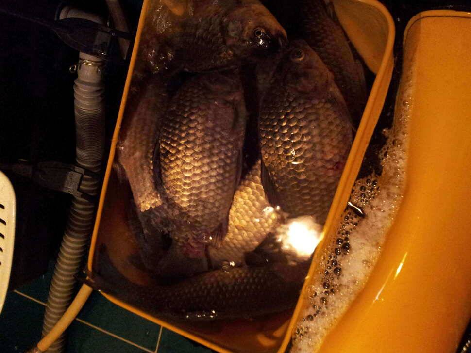 경주 동산 첫탐방 (유료터정보 - 유료터조행기)