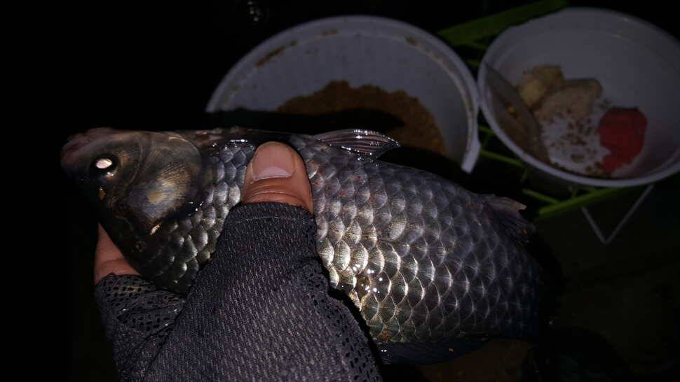 대석낚시에 다녀 왔습니다 (유료터정보 - 유료터조행기)
