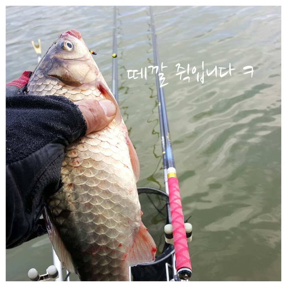 411일 경주 동산낚시터 (유료터정보 - 유료터조행기)
