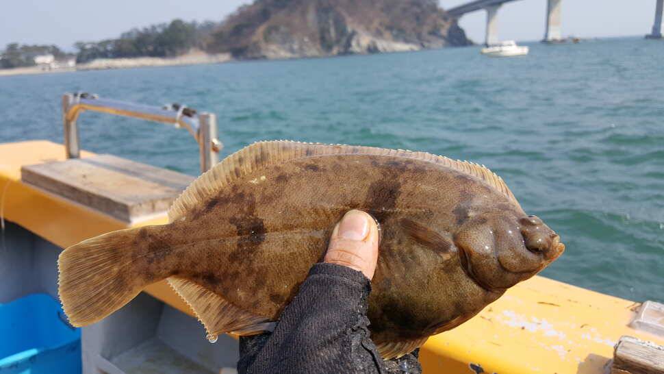 도다리도 잡고 붕순이도 잡고 (유료터정보 - 유료터조행기)