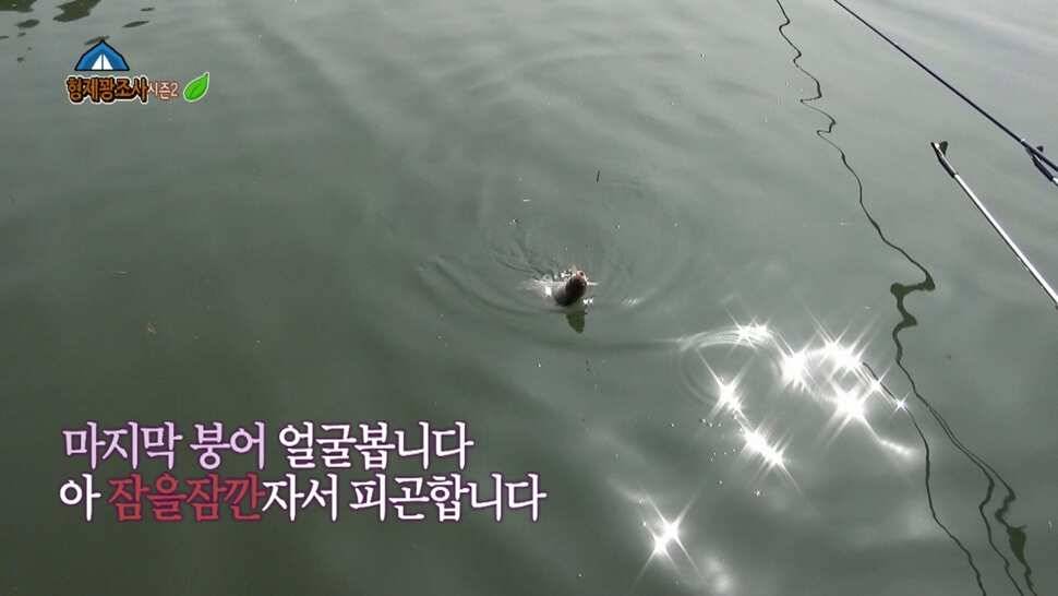 형제꽝조사 안성상지랜드낚시터 산란끝 토종붕어 힘이 좋다는데 (유료터정보 - 유료터조행기)