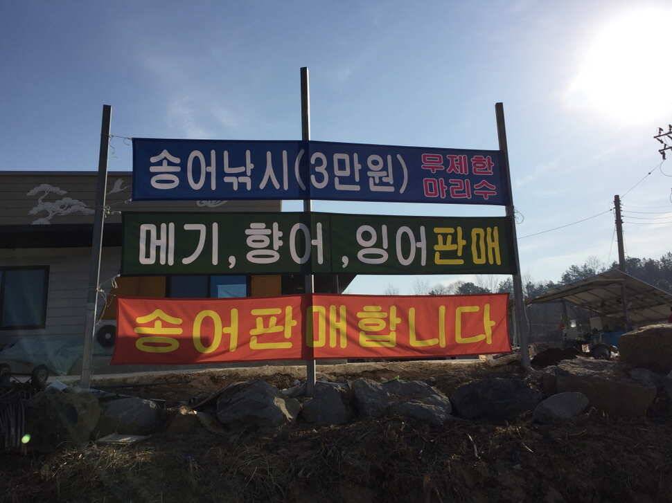 의성 나영자토종 양어장낚시터 짬낚조행기 (유료터정보 - 유료터조행기)