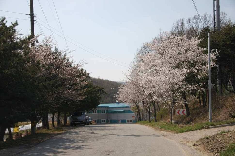 벚꽃길 진우지 (유료터정보 - 유료터조행기)